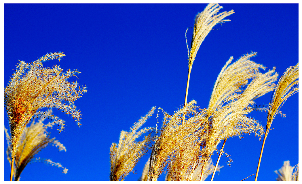 Blue Whisk